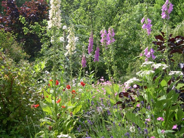 A lush, vibrant garden in full bloom featuring tall foxgloves in white and purple, surrounded by a variety of colourful wildflowers including red, purple, and white blossoms. Dense green foliage and trees create a rich, natural backdrop bathed in sunlight.