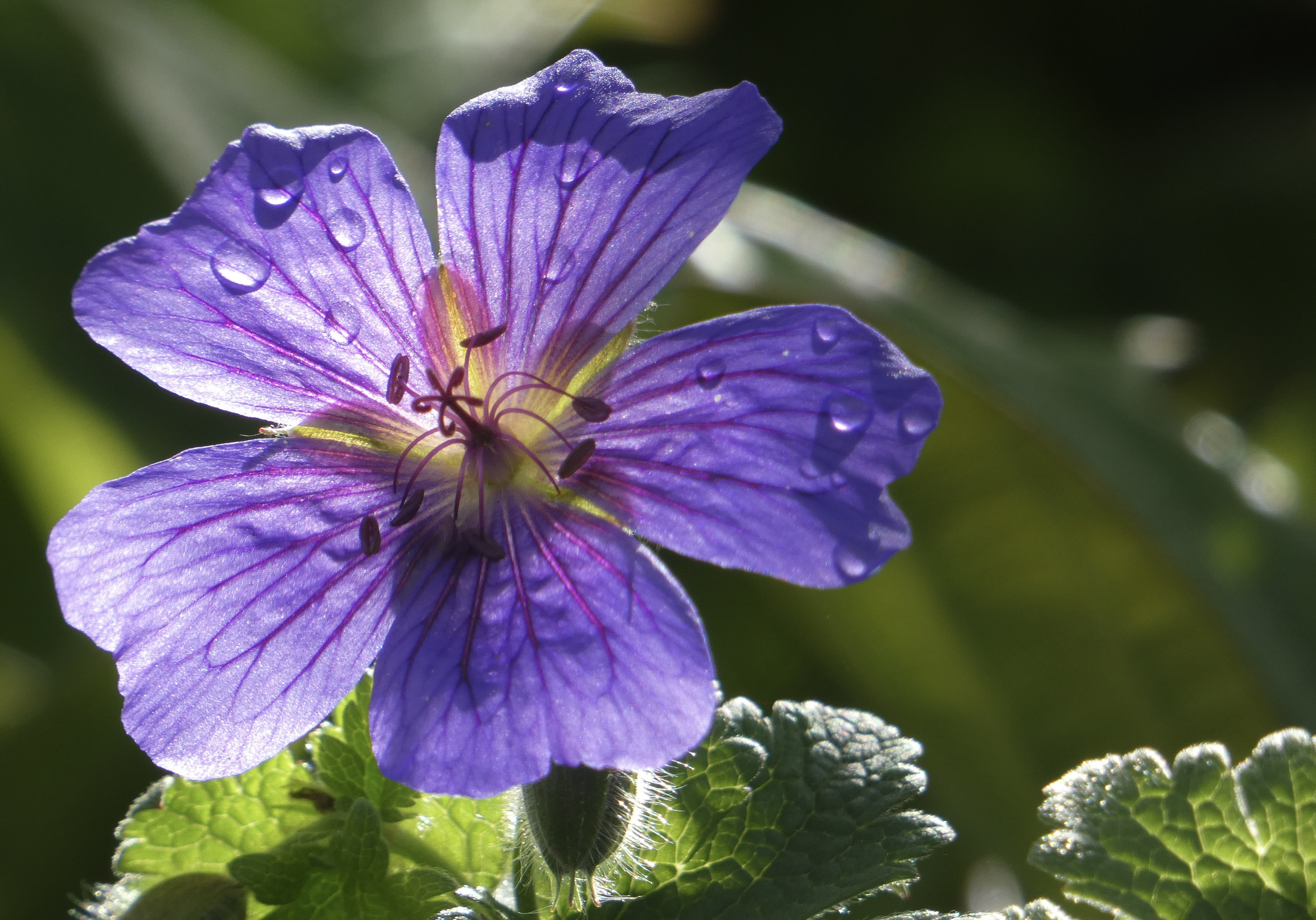 Close-up of a vibrant purple flower with five petals, each displaying delicate dark veins and small water droplets. The flower is lit by sunlight from behind, highlighting its delicate texture. Green leaves and a softly blurred natural background surround the bloom.